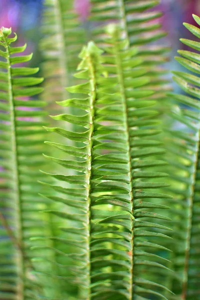 Närbild Foto Bild Svärd Ormbunkar Blad Isolera Ljus Bakgrund Bladverk — Stockfoto