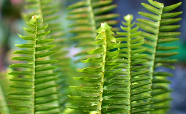 Close up photo image of sword fern leaves isolate on bright background, foliage pattern, selective focus