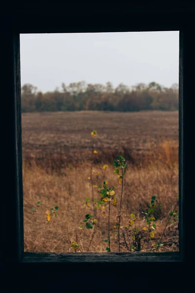 Concentration sélective de l'herbe sur le champ derrière la fenêtre de la maison abandonnée — Photo de stock