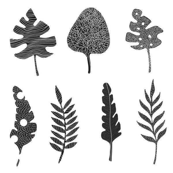 Σετ Από Μαύρη Παλάμη Φύλλα Ζούγκλας Monstera Διαφορετικά Σχήματα Φύλλα — Φωτογραφία Αρχείου