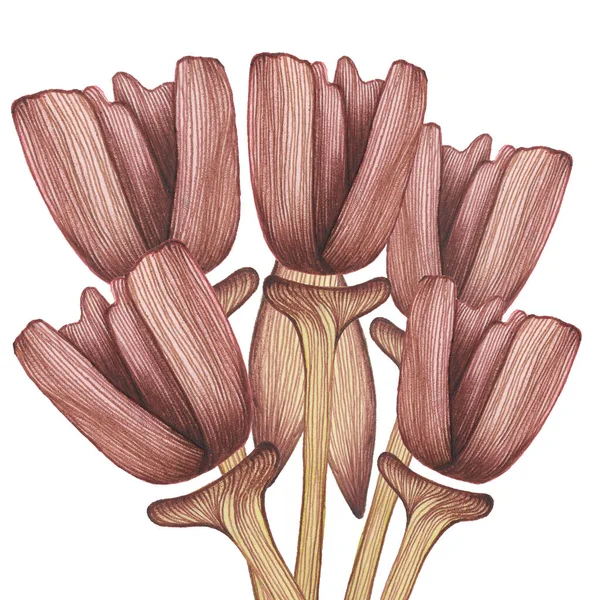 Brown Tulips Leaves White Isolated Background Hand Drawing Pen Ball — 스톡 사진