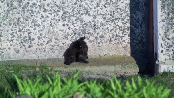 Schwarze Katze wäscht sitzend an der Hauswand — Stockvideo