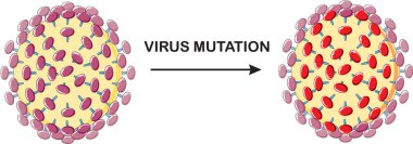 Coronavirus covid-19 'un, yarasadan insana yayılan dünya çapındaki salgının tanımlanması için oluşturduğu mutasyonun 3 boyutlu resimsel görüntüsü. 