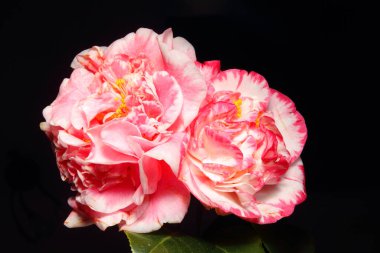 Siyah bir arkaplanda aydınlatılmış iki kamelya çiçeği