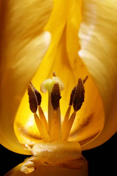 Makro Pohled Některé Výhonky Peristyl Tulipánu — Stock fotografie