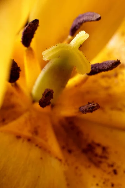 Макро Вид Некоторых Тычинок Перистиль Цветка Тюльпана — стоковое фото