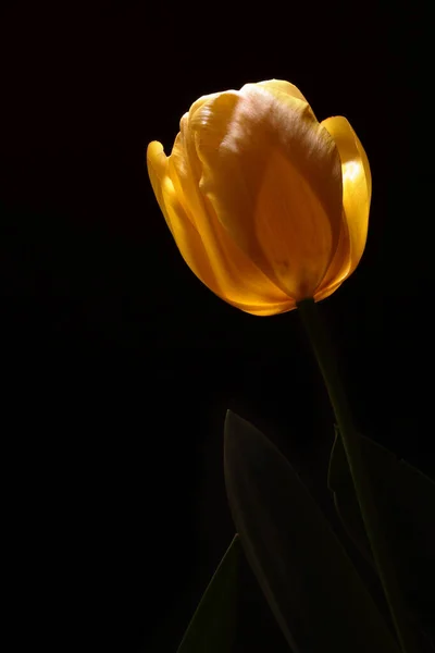 Osvětlený Tulipán Zcela Černém Pozadí — Stock fotografie