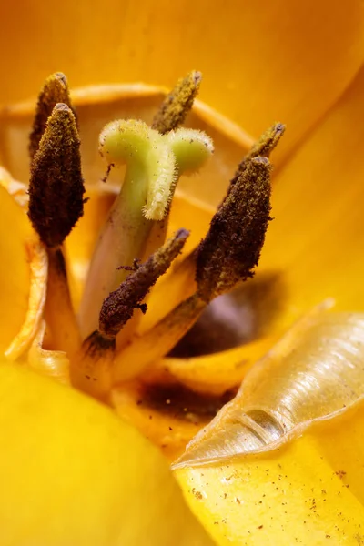 Makro Pohled Některé Výhonky Peristyl Tulipánu — Stock fotografie