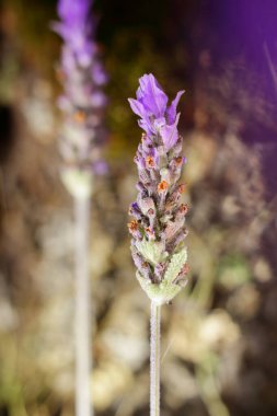 Bir biberiye çiçeği açtı ve diğerleri koyu bir arka planın arkasında bulanıklaştı.