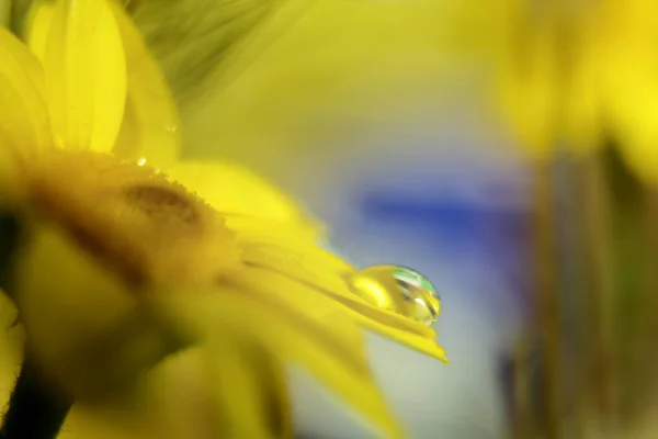 Pétales Une Fleur Vous Pouvez Voir Des Gouttes Eau Cristalline — Photo