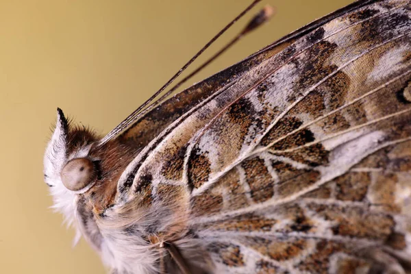 Detail Eines Stillen Schmetterlings Mit Gefalteten Flügeln — Stockfoto