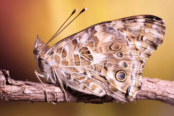 Una Mariposa Con Las Alas Dobladas Encaramadas Una Rama Delgada — Foto de Stock