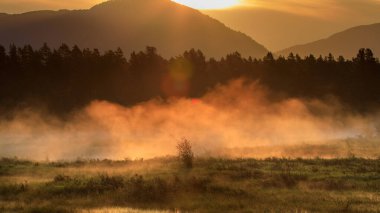Güneş doğumu sırasında bataklık ortasında sis ağaçları çevreleyen