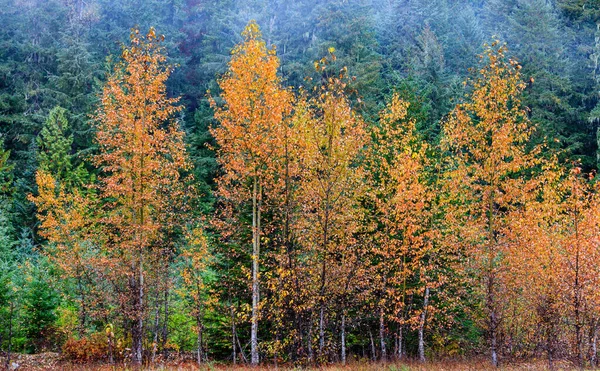 Bellissimi Colori Autunnali Sugli Alberi Nella Foresta — Foto Stock