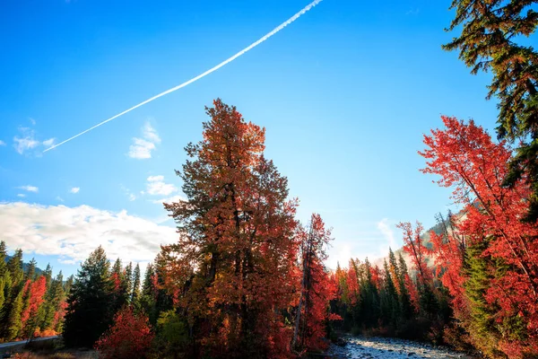 Bei Colori Autunnali Lungo Torrente Mattino Presto — Foto Stock