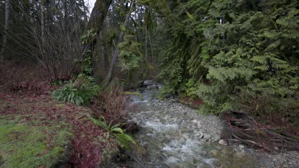 Small Creek Flowing Lake Slow Motion — Stock Video
