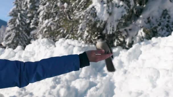 Hand Kvinna Utfodring Kanada Jay Perisoreus Canadensis Fåglar Vintern — Stockvideo