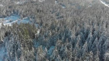 Güzel, açık bir kış gününde karla kaplı ağaçlar.