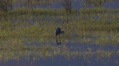 Büyük mavi balıkçıl (Ardea herodias) sabahın erken saatlerinde yiyecek arıyor.
