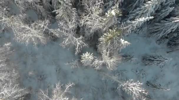 Εναέρια Πάνω Προς Κάτω Θέα Των Όμορφων Χιονισμένων Δέντρων — Αρχείο Βίντεο