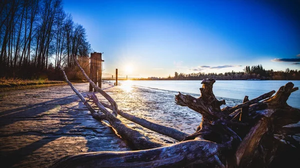 Grande Bosco Deriva Riposa Sulla Spiaggia Lungo Fiume Durante Tramonto — Foto Stock