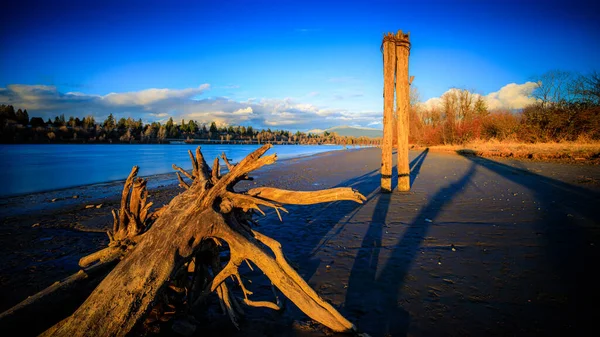 Driftwood Riposa Accanto Tronchi Piedi Lungo Spiaggia Del Fiume — Foto Stock