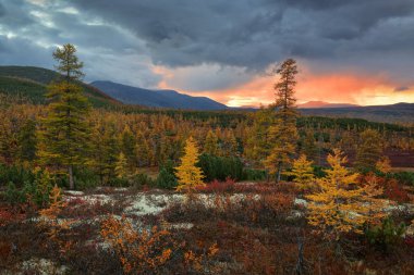 Jack London Gölü, Kolyma, Magadan bölgesinde sonbahar ormanı tundrası