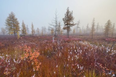 Tundra, Kolyma, Magadan bölgesinde sisli bir sabah
