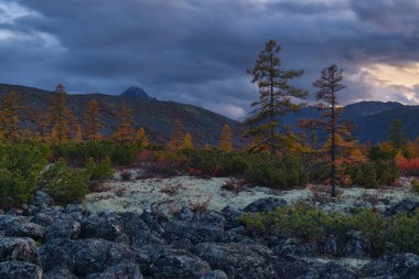 Mavi alacakaranlık Jack London, Kolyma, Magadan bölgesi