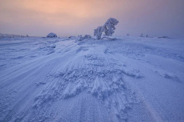 Abeto Congelado Ladera Montaña Península Kola Región Murmansk Rusia —  Fotos de Stock