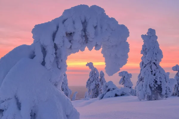 Ate Snow Riisitunturi National Park Laponia Finlandia —  Fotos de Stock