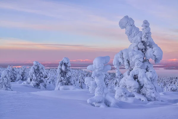 Bosque Nieve Montañas Khibiny Región Murmansk Rusia — Foto de Stock
