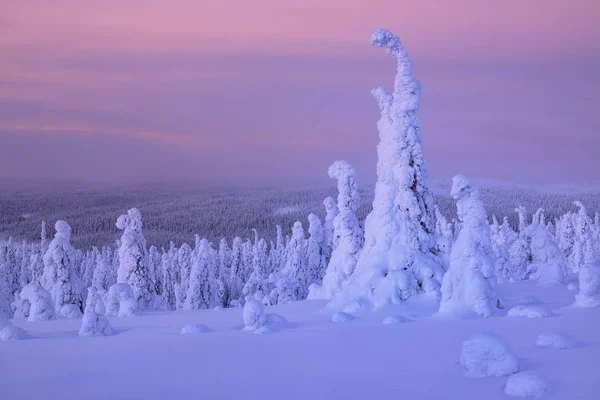 Abeto Nieve Bosque Cubierto Nieve Finlandia — Foto de Stock