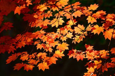 Kızıl Akçaağaç sonbahar ormanında, Primorsky Krai, Rusya