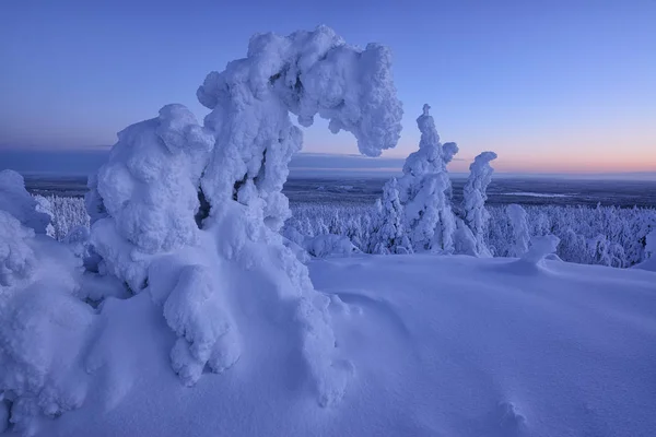 Tannenbäume Schnee Auf Den Hügeln Nationalpark Riisitunturi Finnland — Stockfoto