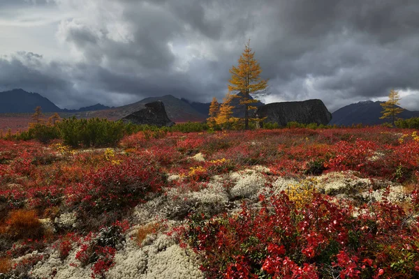 Abedul Enano Rojo Tundra Kolima Región Magadán Rusia —  Fotos de Stock