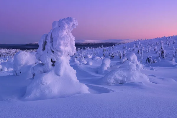 Árboles Cubiertos Nieve Las Montañas Una Mañana Rosada Península Kola — Foto de Stock