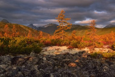Tundra 'da altın sonbahar, Jack Gölü Londra, Kolyma, Magadan Bölgesi, Rusya Uzak Doğu