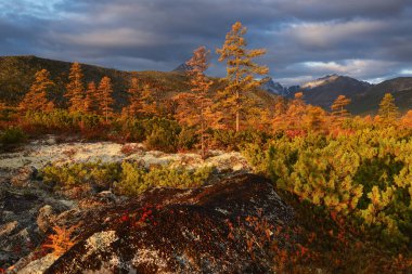 Kolyma 'nın tundrasında altın sonbahar, Magadan oblast, Rusya