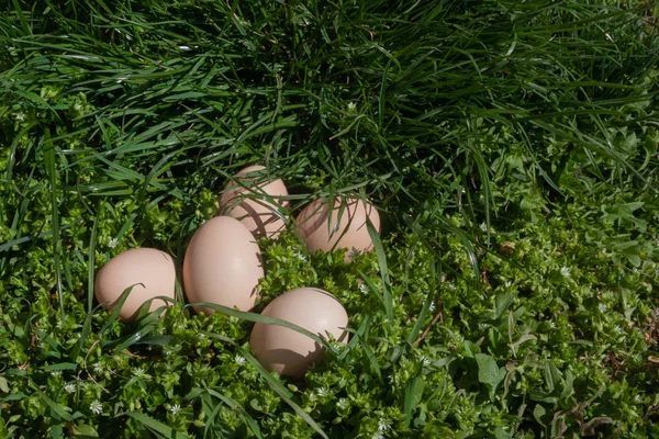 happy easter photo background. five beige chicken eggs on a green spring juicy grass outdoor. Easter egg hunting in the garden. eco healthy food ingredients