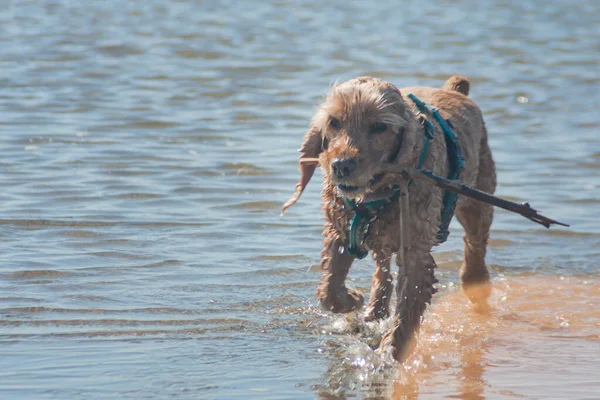 training game with dog pet. An English cocker spaniel pet brings the owner a stick on command from sea water on the beach. light ginger brown spaniel dog with wet fur coat in water