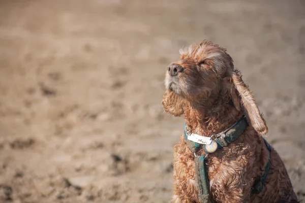 Outdoors Portrait of Cocker Spaniel with copy space. beach landscape at the sunset. beige dog with wet dirty fur squints in the sun and enjoys the sunset