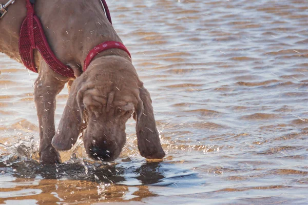 dog is thirsty and suffers from heat in the hot summer. pet dog purebred cocker spaniel stands in the river and drinks cool water sunlight and spray