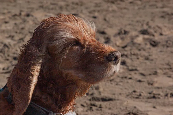 the light brown spaniel dog squints at the sun and enjoys the sunset,  wind blows the dogs wet fur. the concept of enjoying the life of hugg, harmony unity with nature meditation