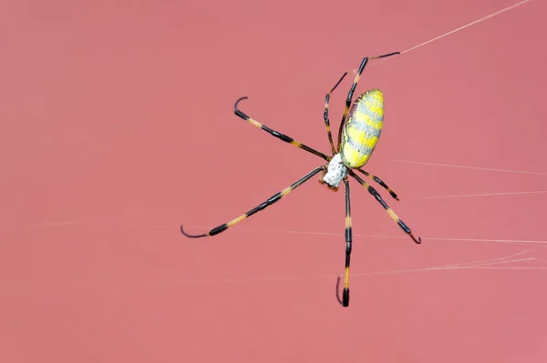 Prachtige Close Van Nephila Clavata Spin Bekend Japan Als Joro — Stockfoto