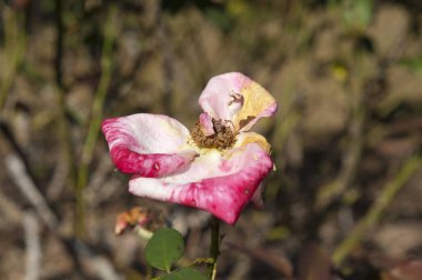 Bulanık arka planda solmuş gül çiçeği. Yatay çekim.