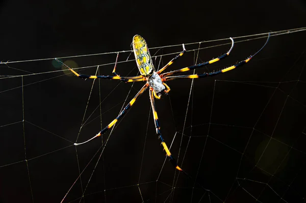 Japonya Joro Gumo Olarak Bilinen Nephila Clavata Örümceğinin Siyah Arka — Stok fotoğraf