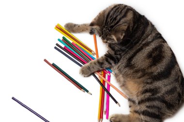 Tekir kedicik renkli kalemlerin yanında yatıyor.