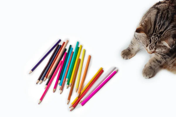 Tabby-Kätzchen liegt neben Buntstiften — Stockfoto