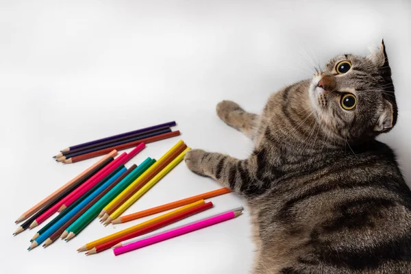 Büyük Sarı Gözlü Tekir Kedi Yavrusu Renkli Kalemlerin Yanında Uzanıyor — Stok fotoğraf